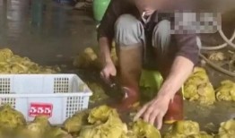 爆料汕头腌菜视频播放大全,视频大全带你领略潮汕美食魅力